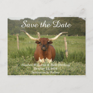 Carte Postale Faire-part Sauvez la date Texas Longhorn