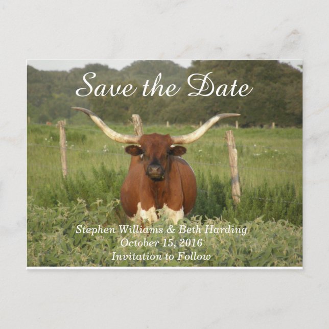 Carte Postale Faire-part Sauvez la date Texas Longhorn (Devant)