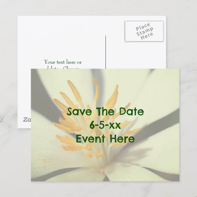 Carte Postale Faire-part Save The Date Bloodroot Flower  (Devant / Derrière)