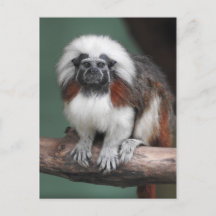 Tamarin à tête blanche