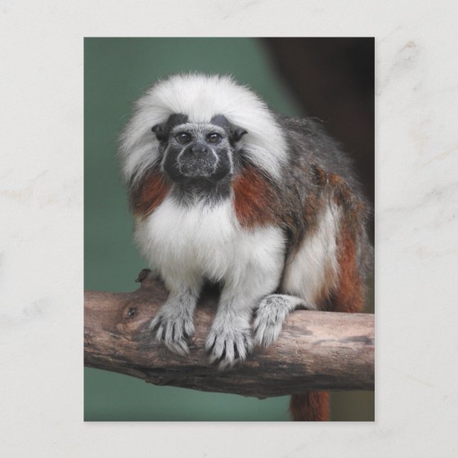 Carte Postale Faire-part Tamarin à tête blanche (Devant)
