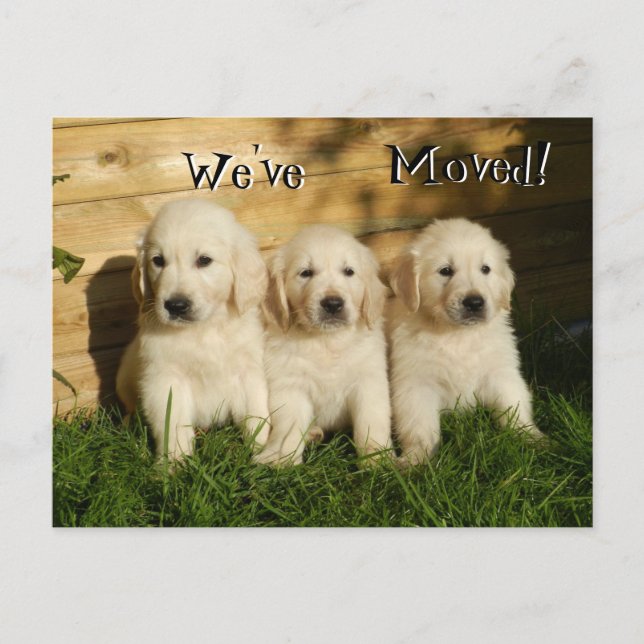 Carte Postale Faire-part Trois chiots Golden Retriever .We've Moved (Devant)