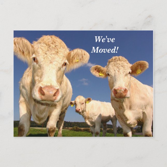 Carte Postale Faire-part Vaches que nous avons déplacées nouvelle adresse c (Devant)