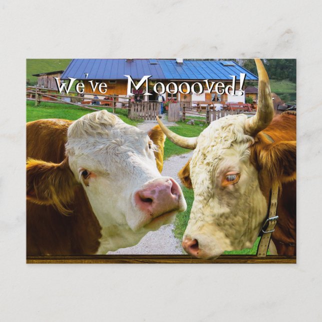 Carte Postale Faire-part Vaches trop drôles Nous avons déplacé une nouvelle (Devant)