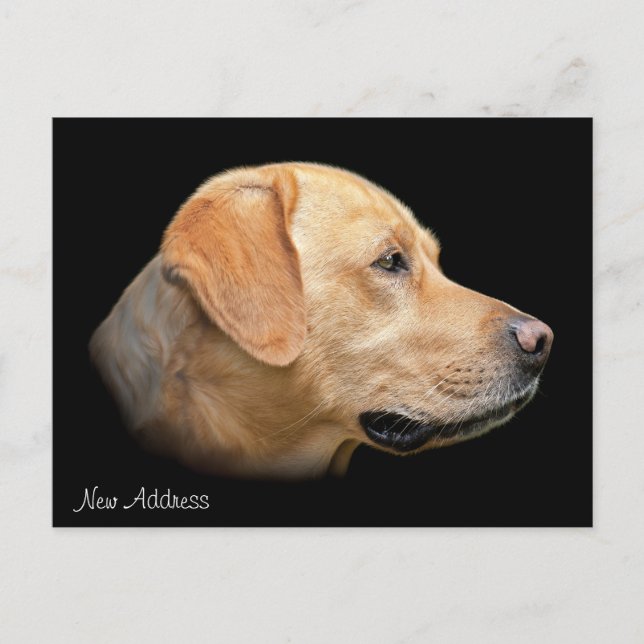 Carte Postale Faire-part Yellow Lab Portrait Nouvelle adresse (Devant)