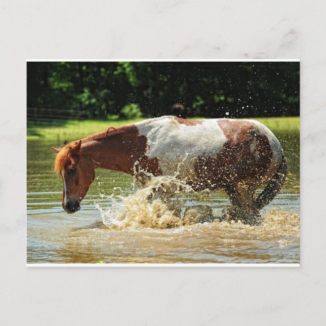 Carte Postale Faire un splash (Devant)