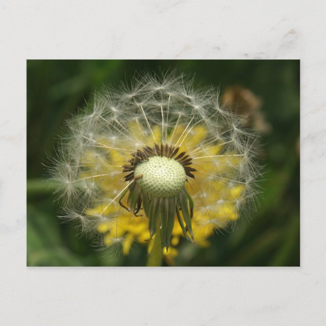 Carte Postale faire un voeu (Devant)