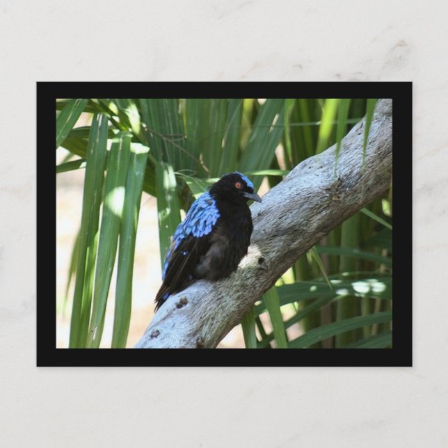 Carte postale Fairy Bluebird Photo (Devant)