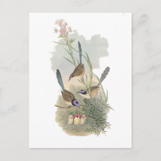 Carte Postale Fairywren à couronne violette