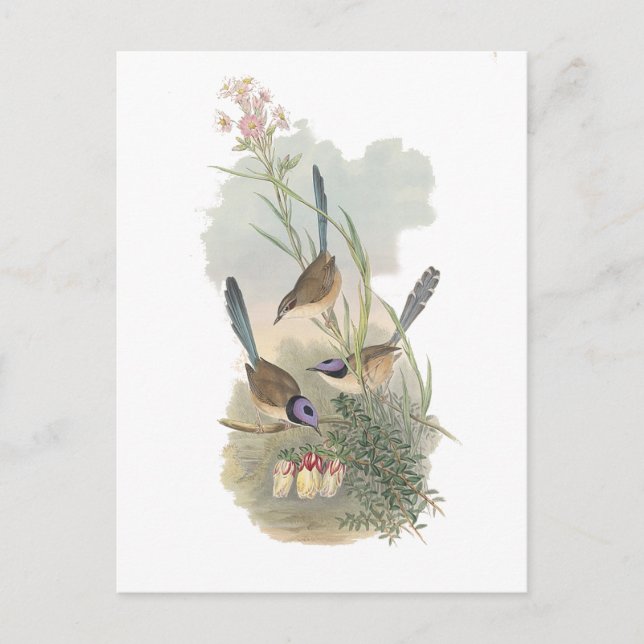 Carte Postale Fairywren à couronne violette (Devant)