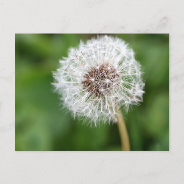 Carte Postale Fais Un Souhait ! Dandelion (Devant)