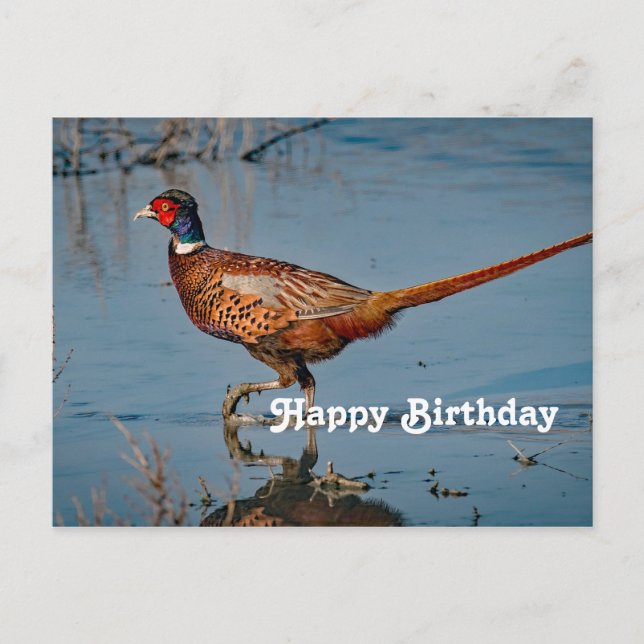 Carte Postale Faisan Bleu Photo Anniversaire (Devant)