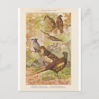 Carte Postale faisan et autre jeu