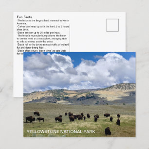 Carte Postale Faits amusants sur les bisons Parc national de Yel