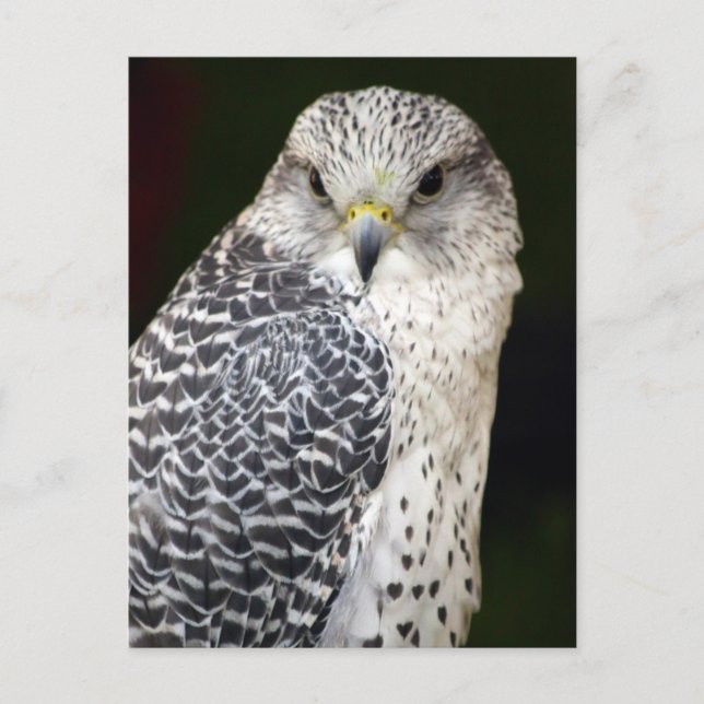 Carte Postale Falcon (Devant)