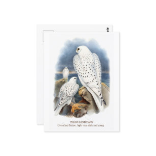 Carte Postale Falcon du Groenland