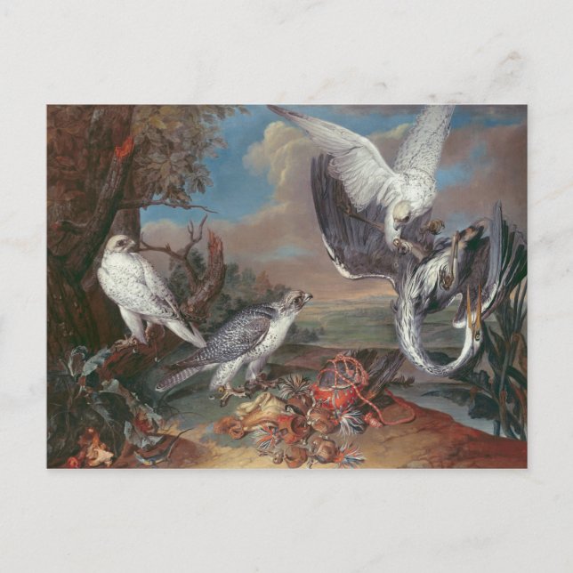 Carte Postale Falcons Cyr du Groenland (Devant)