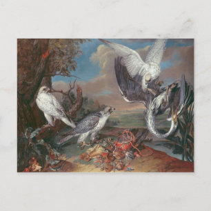 Carte Postale Falcons Cyr du Groenland