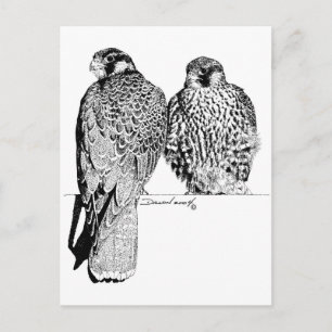 Carte Postale Falcons des Prairies
