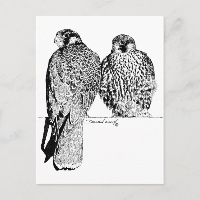 Carte Postale Falcons des Prairies (Devant)