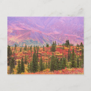 Carte Postale Fall color in Denali National Park