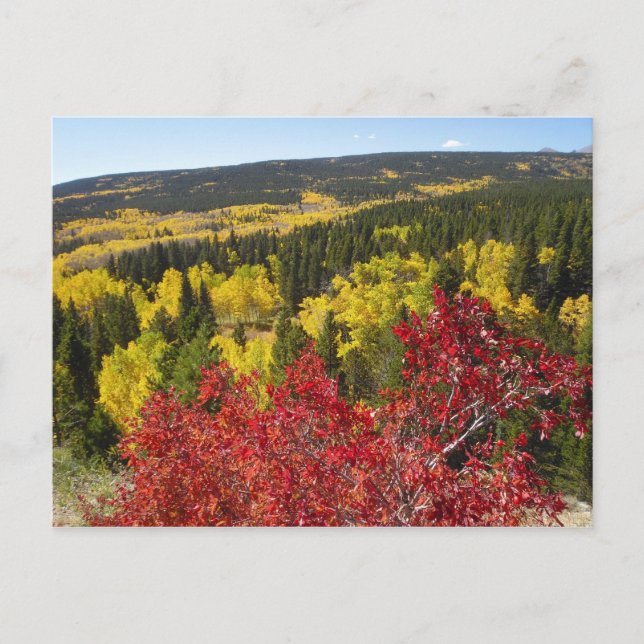 Carte Postale Fall Colors in Rockies Postcard (Devant)