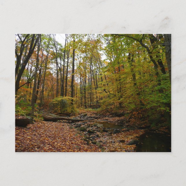 Carte Postale Fall Creek à Laurel Hill State Park Pennsylvanie (Devant)