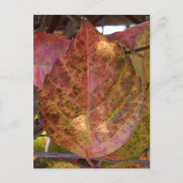Carte postale Fall Leaves (Devant)