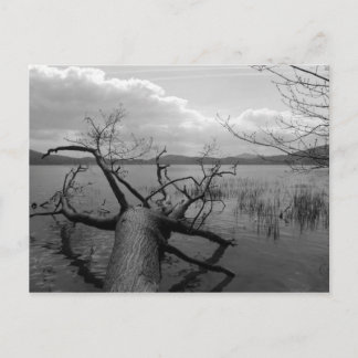 Carte Postale Fallen