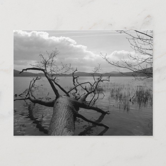 Carte Postale Fallen (Devant)