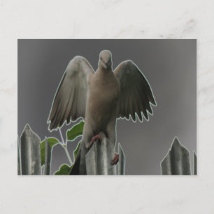 Carte postale Fallen Angel Dove