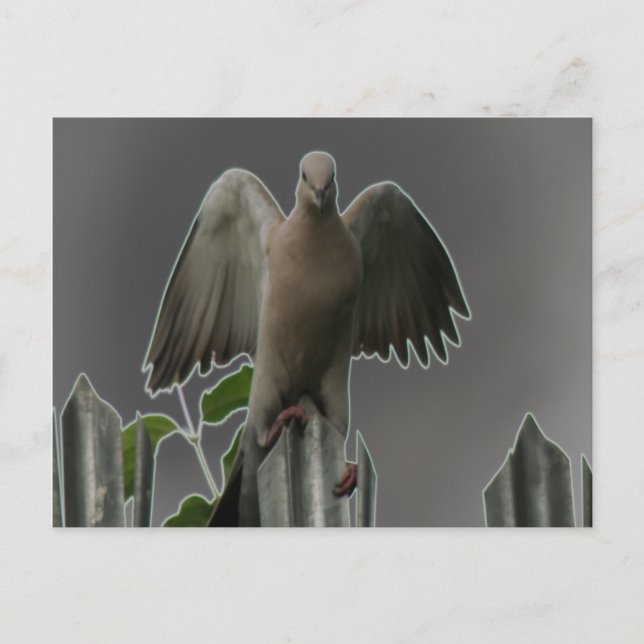 Carte postale Fallen Angel Dove (Devant)