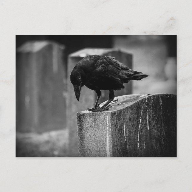 Carte Postale Falln Cemetery Crow (Devant)