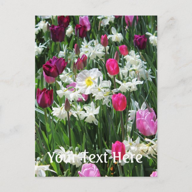 Carte Postale Falln Romantique Printemps matin (Devant)