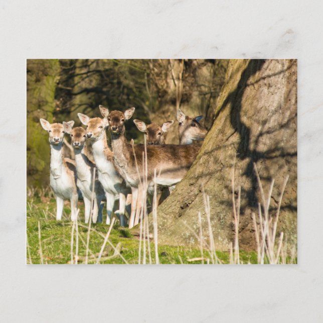 Carte Postale Fallow Deer at Holkham Park in Norfolk England UK (Devant)