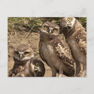 Carte Postale fam uil