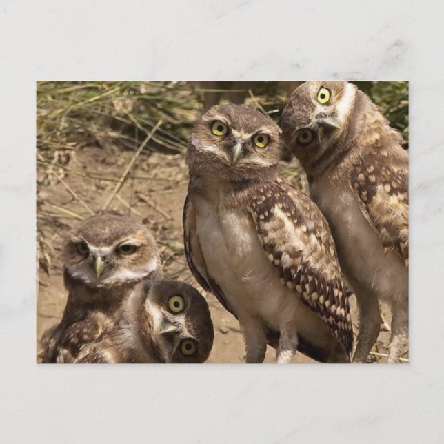 Carte Postale fam uil (Devant)