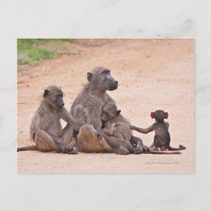 Carte Postale Famille Baboon assise à terre