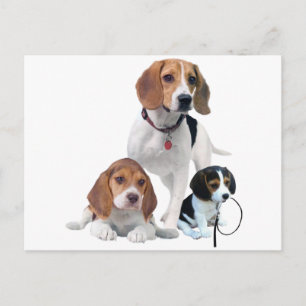 Carte Postale Famille beagle