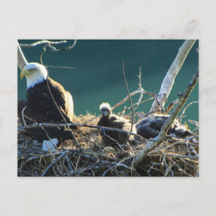 Carte Postale Famille BEF Bald Eagle