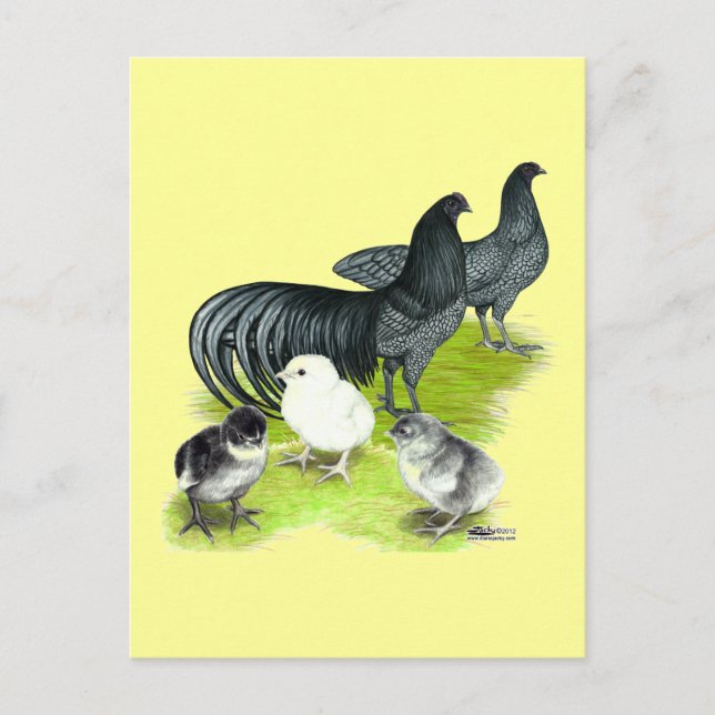 Carte Postale Famille Blue Sumatra (Devant)