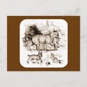 Carte Postale Famille Bobcat