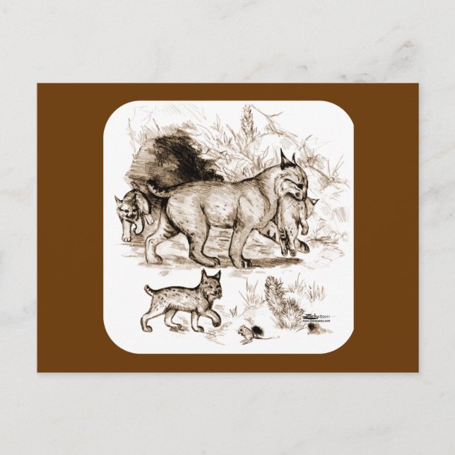 Carte Postale Famille Bobcat (Devant)
