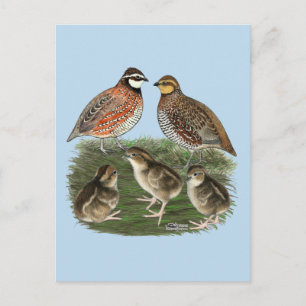 Carte Postale Famille Bobwhite Quail