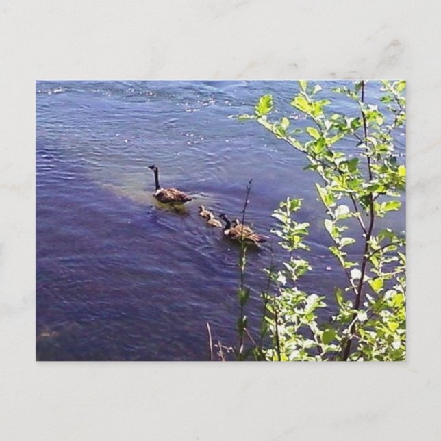 Carte Postale Famille canadienne d'oies (Devant)