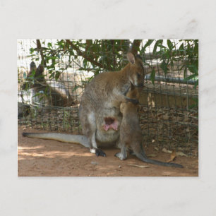 Carte Postale Famille Cangaroo