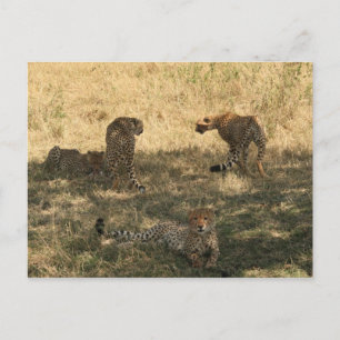 Carte Postale famille cheetah