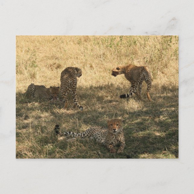 Carte Postale famille cheetah (Devant)