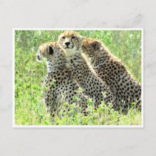 Carte Postale famille cheetah
