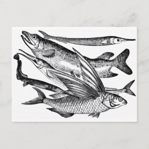 Carte Postale Famille de brochets - Poisson